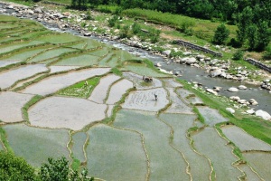 Rice Cultivation